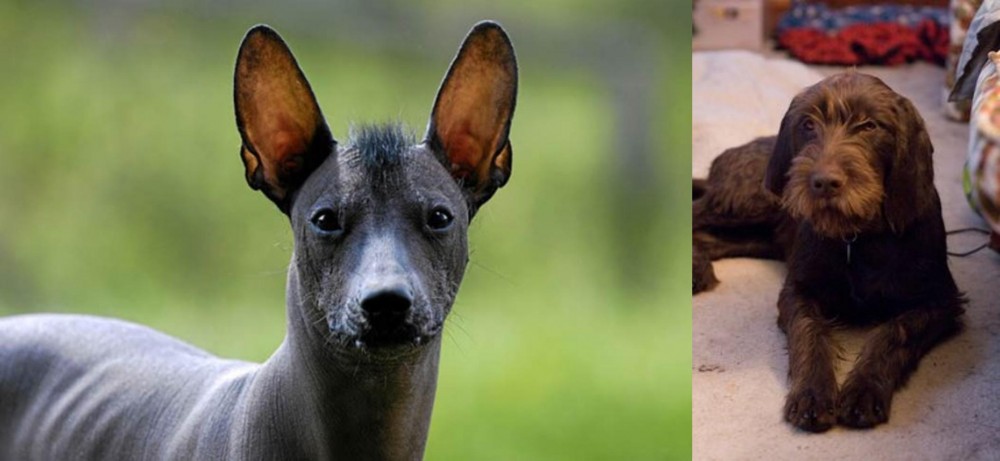 Pudelpointer vs Mexican Hairless - Breed Comparison
