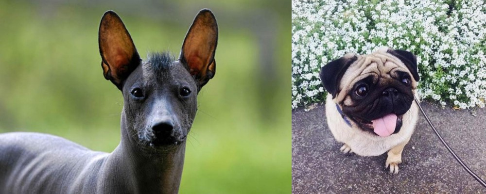 Pug vs Mexican Hairless - Breed Comparison