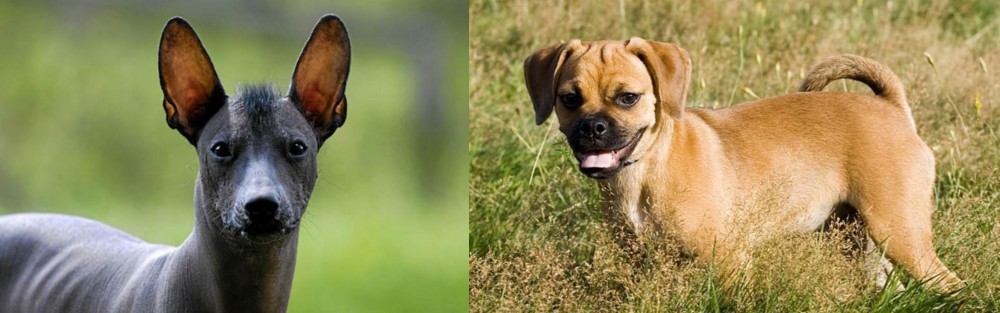 Puggle vs Mexican Hairless - Breed Comparison