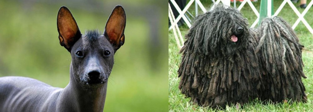 Puli vs Mexican Hairless - Breed Comparison