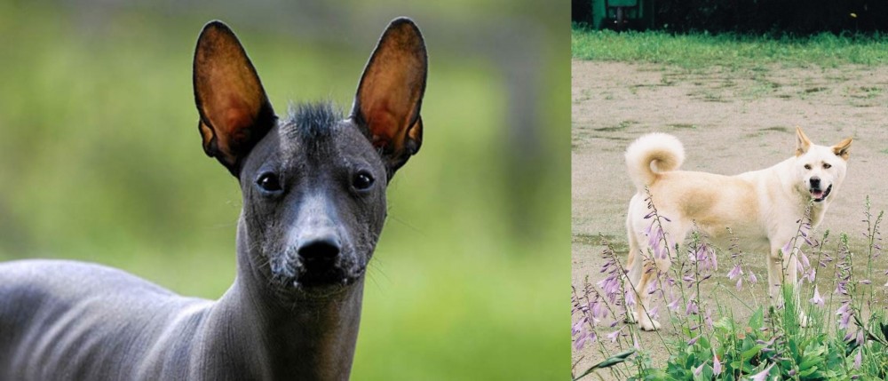 Pungsan Dog vs Mexican Hairless - Breed Comparison