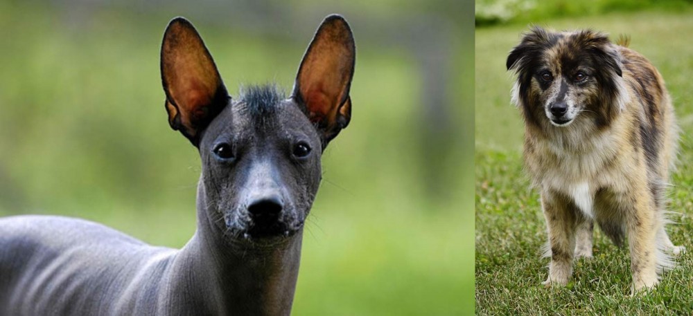 Pyrenean Shepherd vs Mexican Hairless - Breed Comparison