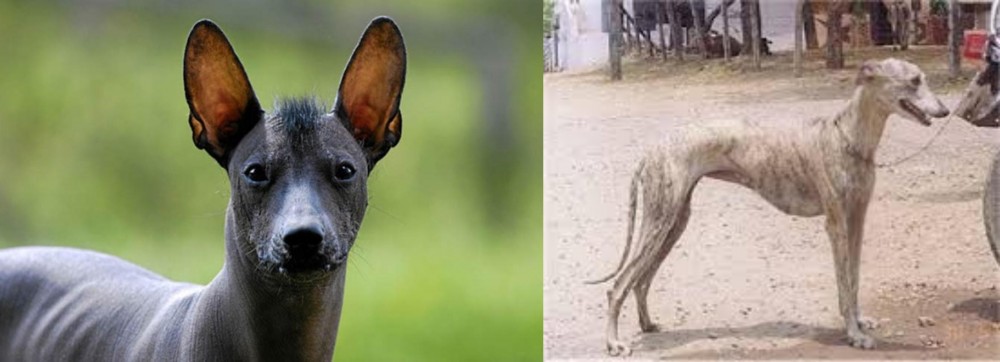 Rampur Greyhound vs Mexican Hairless - Breed Comparison