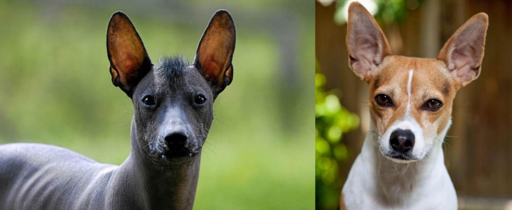 Rat Terrier vs Mexican Hairless - Breed Comparison