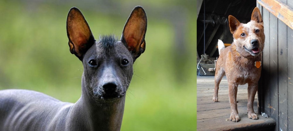 Red Heeler vs Mexican Hairless - Breed Comparison