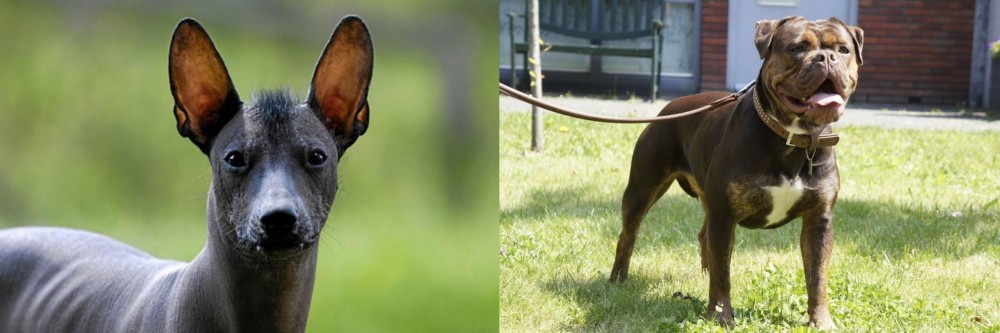 Renascence Bulldogge vs Mexican Hairless - Breed Comparison