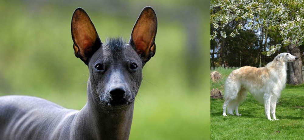Russian Hound vs Mexican Hairless - Breed Comparison