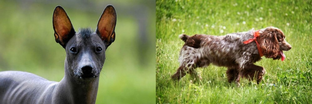 Russian Spaniel vs Mexican Hairless - Breed Comparison