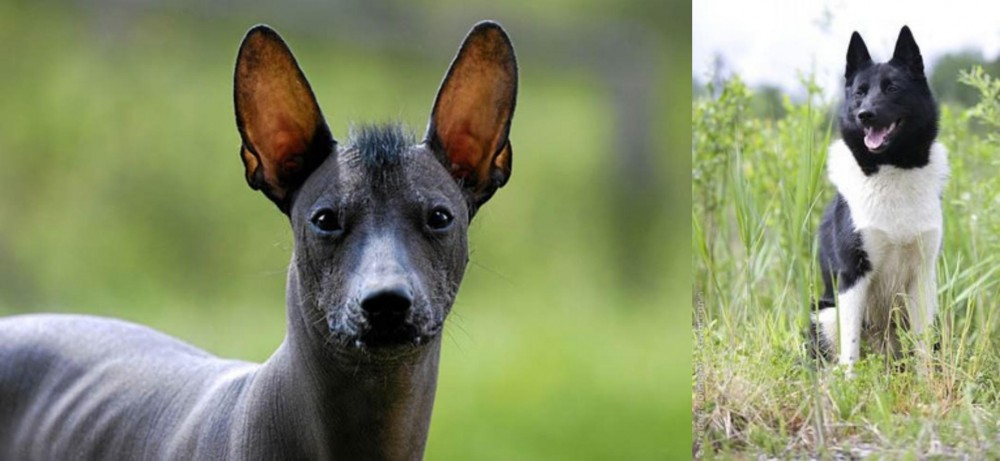 Russo-European Laika vs Mexican Hairless - Breed Comparison