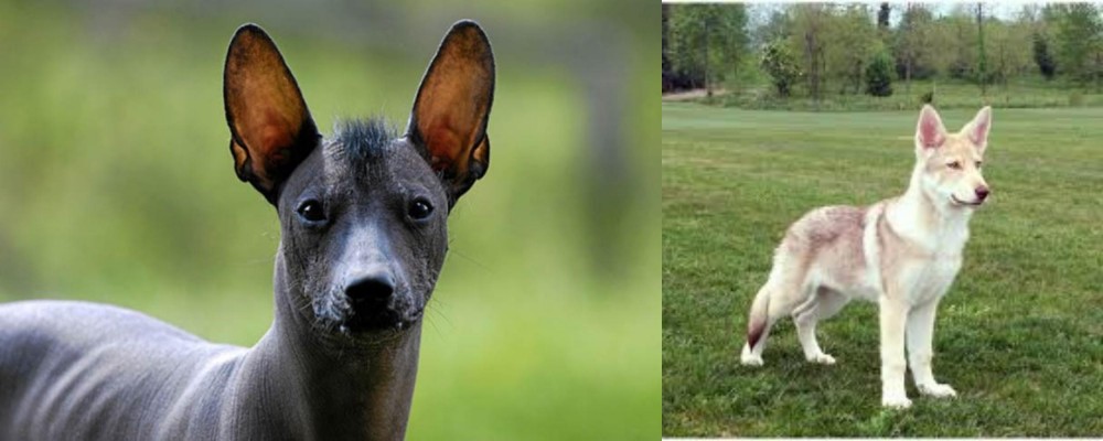 Saarlooswolfhond vs Mexican Hairless - Breed Comparison