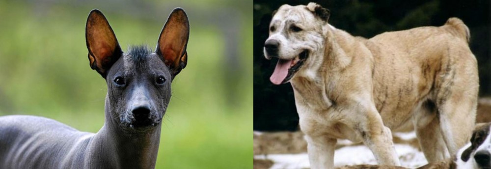 Sage Koochee vs Mexican Hairless - Breed Comparison
