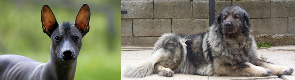 Sarplaninac vs Mexican Hairless - Breed Comparison