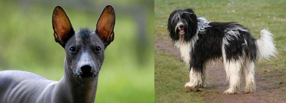 Schapendoes vs Mexican Hairless - Breed Comparison