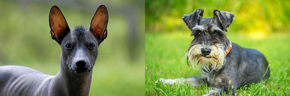 Schnauzer vs Mexican Hairless - Breed Comparison