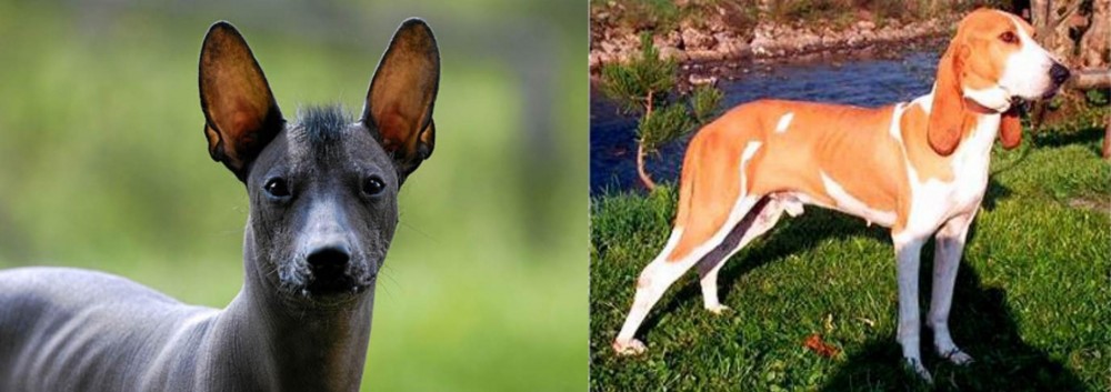 Schweizer Laufhund vs Mexican Hairless - Breed Comparison