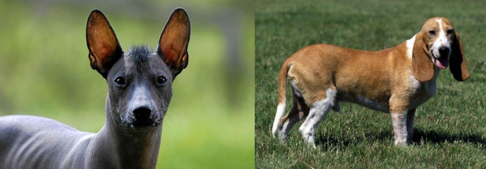 Schweizer Niederlaufhund vs Mexican Hairless - Breed Comparison