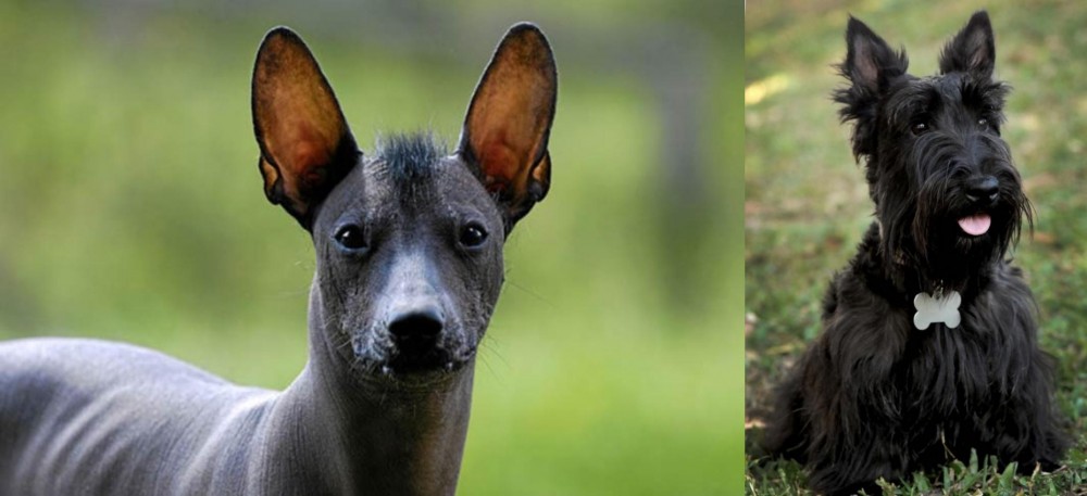 Scoland Terrier vs Mexican Hairless - Breed Comparison