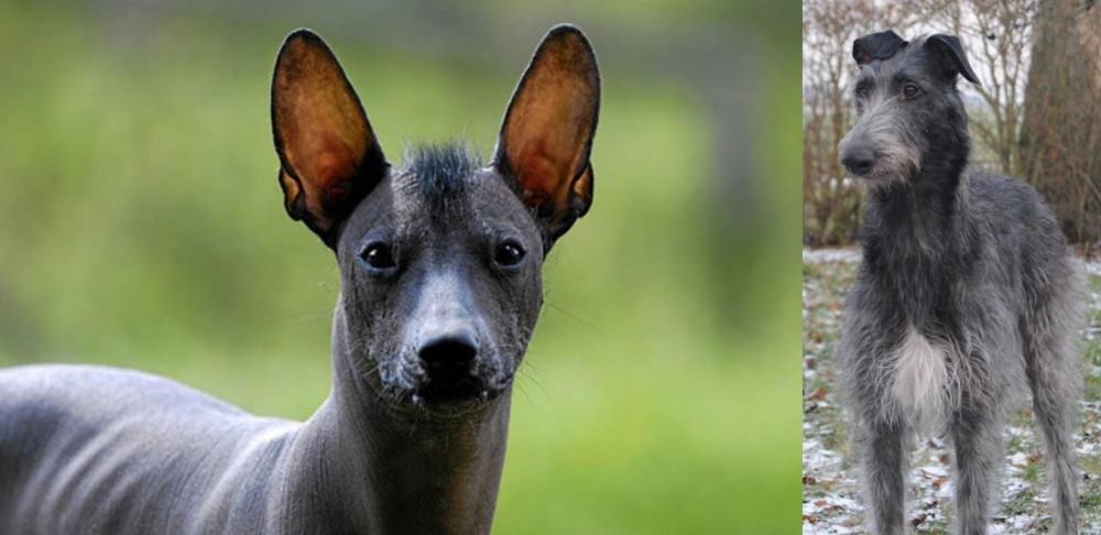 Scottish Deerhound vs Mexican Hairless - Breed Comparison