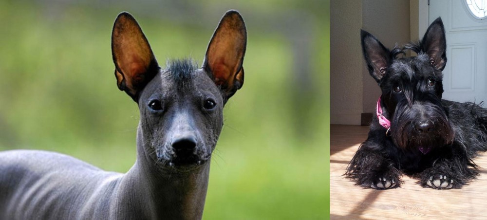 Scottish Terrier vs Mexican Hairless - Breed Comparison