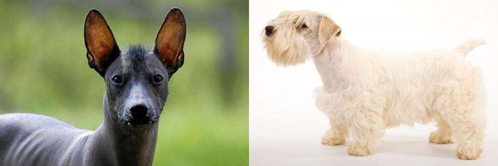Sealyham Terrier vs Mexican Hairless - Breed Comparison