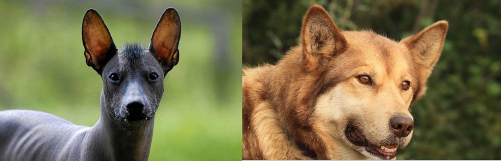 Seppala Siberian Sleddog vs Mexican Hairless - Breed Comparison