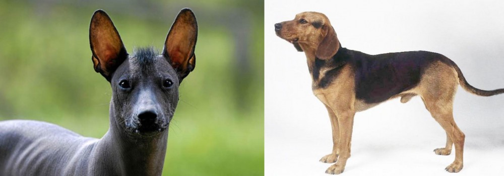 Serbian Hound vs Mexican Hairless - Breed Comparison