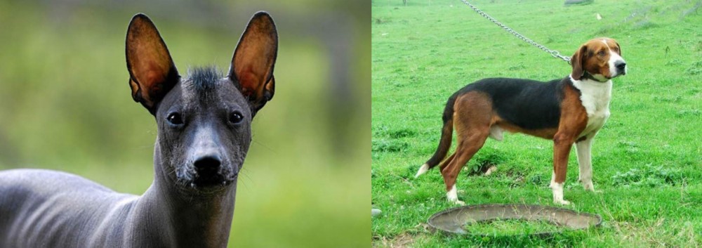 Serbian Tricolour Hound vs Mexican Hairless - Breed Comparison