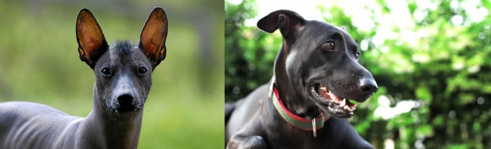 Shepard Labrador vs Mexican Hairless - Breed Comparison