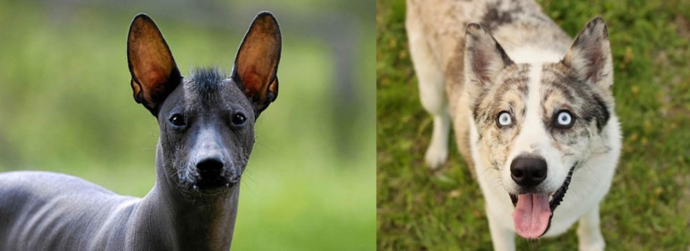 Shepherd Husky vs Mexican Hairless - Breed Comparison