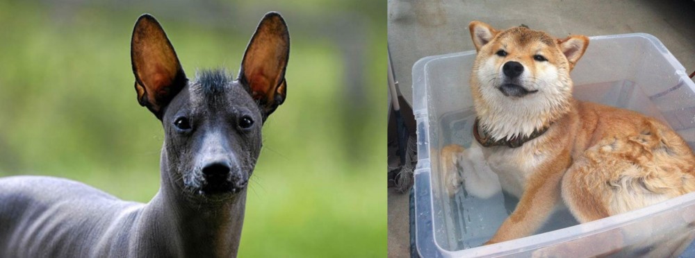 Shiba Inu vs Mexican Hairless - Breed Comparison