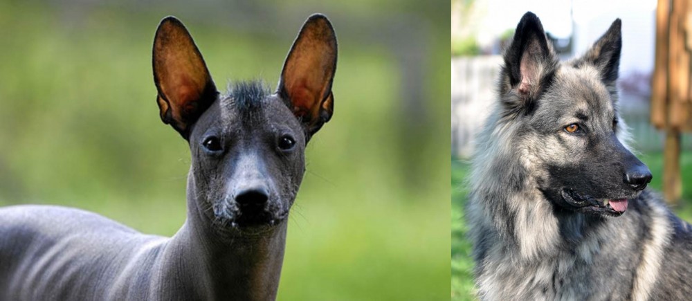 Shiloh Shepherd vs Mexican Hairless - Breed Comparison