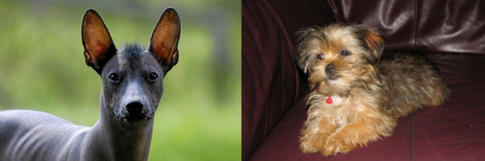 Shorkie vs Mexican Hairless - Breed Comparison