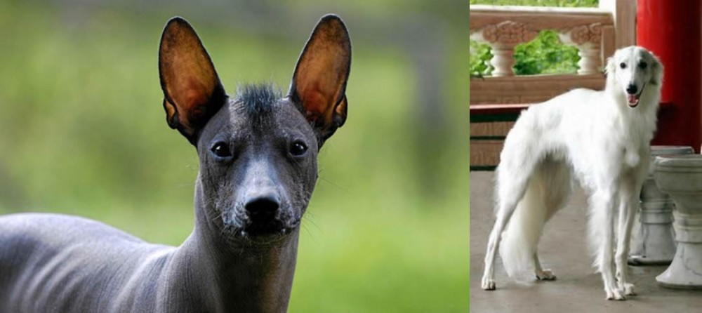 Silken Windhound vs Mexican Hairless - Breed Comparison