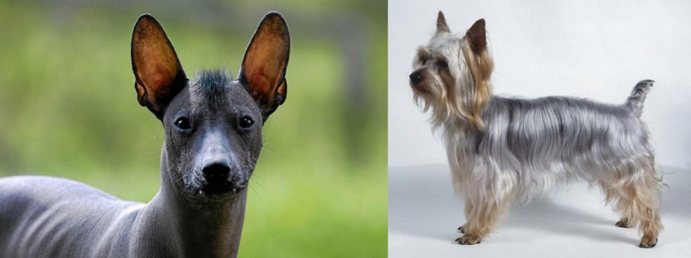 Silky Terrier vs Mexican Hairless - Breed Comparison
