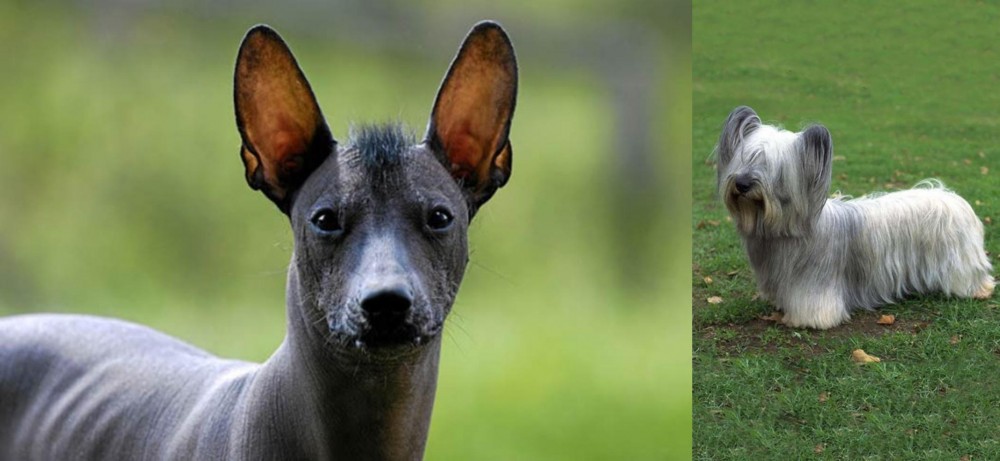Skye Terrier vs Mexican Hairless - Breed Comparison