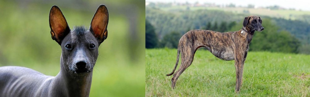 Sloughi vs Mexican Hairless - Breed Comparison