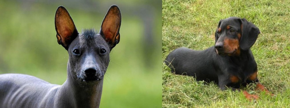 Slovakian Hound vs Mexican Hairless - Breed Comparison