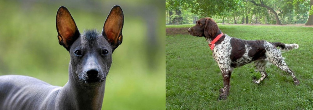 Small Munsterlander vs Mexican Hairless - Breed Comparison