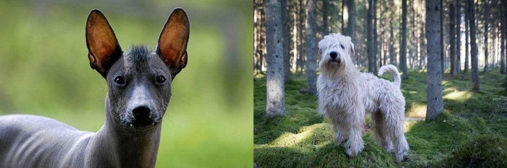 Soft-Coated Wheaten Terrier vs Mexican Hairless - Breed Comparison