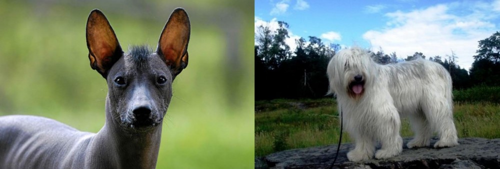 South Russian Ovcharka vs Mexican Hairless - Breed Comparison