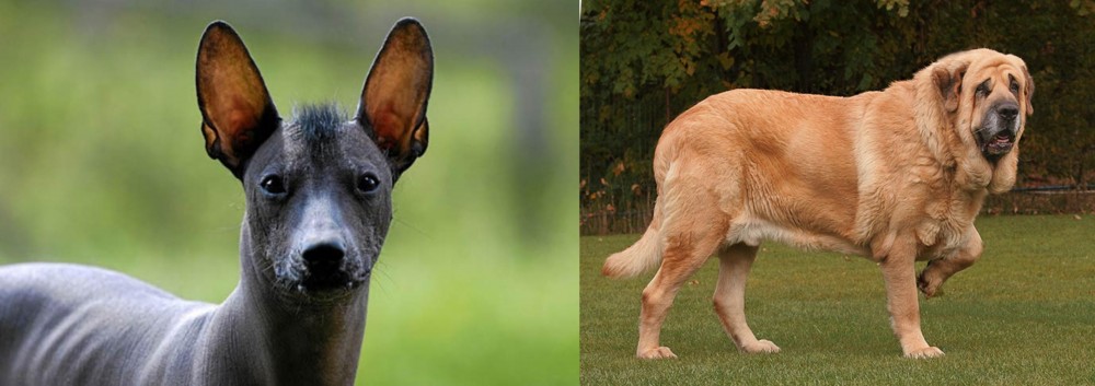 Spanish Mastiff vs Mexican Hairless - Breed Comparison