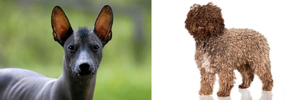 Spanish Water Dog vs Mexican Hairless - Breed Comparison