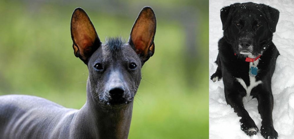 St. John's Water Dog vs Mexican Hairless - Breed Comparison