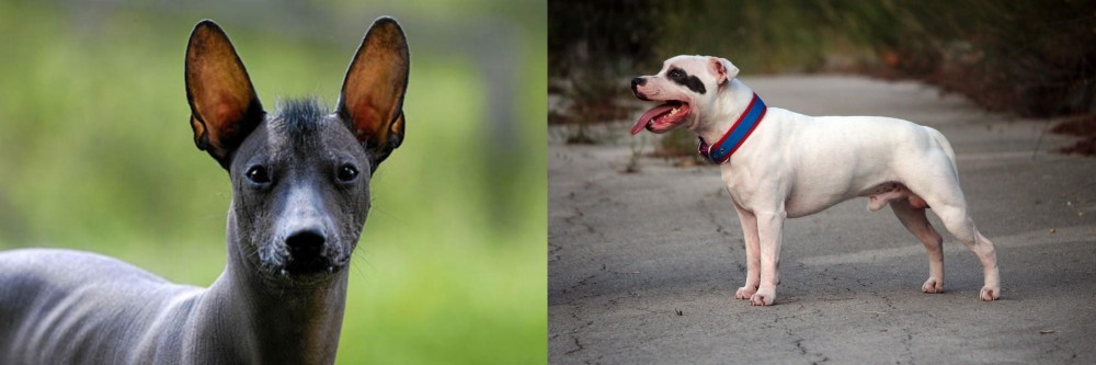 Staffordshire Bull Terrier vs Mexican Hairless - Breed Comparison