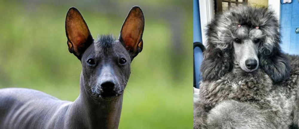 Standard Poodle vs Mexican Hairless - Breed Comparison