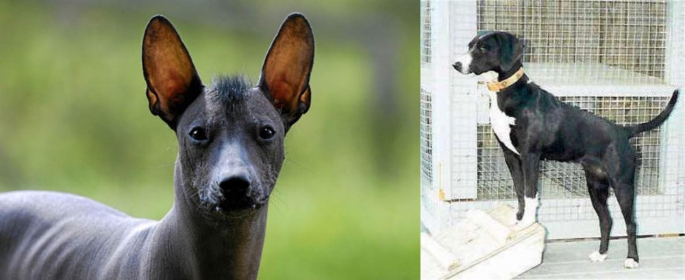 Stephens Stock vs Mexican Hairless - Breed Comparison