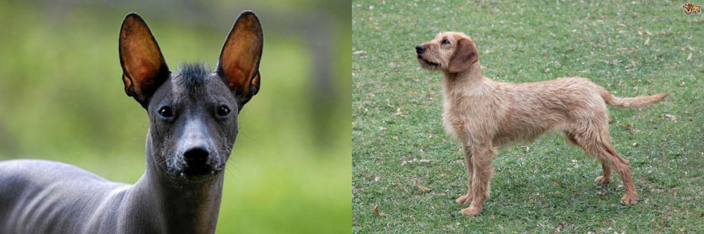 Styrian Coarse Haired Hound vs Mexican Hairless - Breed Comparison