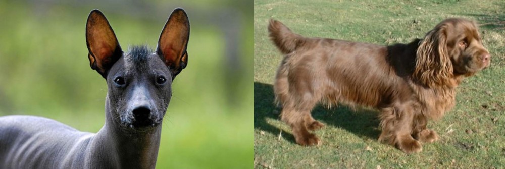 Sussex Spaniel vs Mexican Hairless - Breed Comparison