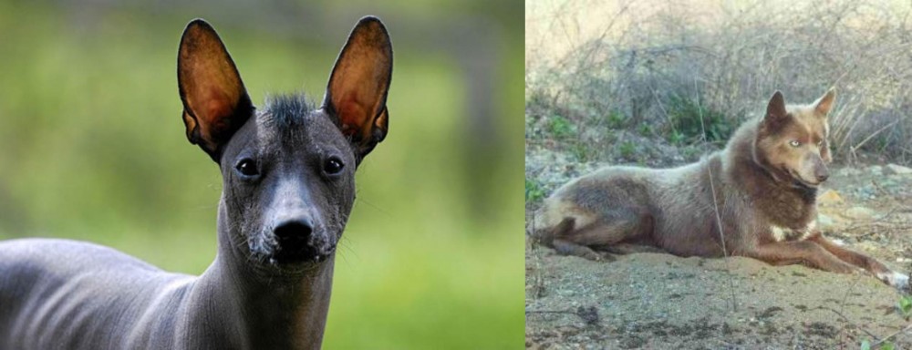 Tahltan Bear Dog vs Mexican Hairless - Breed Comparison