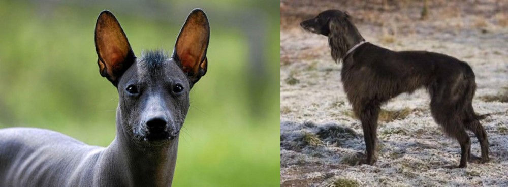 Taigan vs Mexican Hairless - Breed Comparison